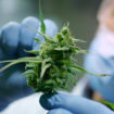 Exploring The Therapeutic Advantages Of Medical Marijuana In Louisiana