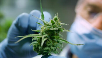 Exploring The Therapeutic Advantages Of Medical Marijuana In Louisiana