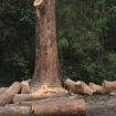Preserve Your Green Haven with a Professional Tree Arborist in Gold Coast