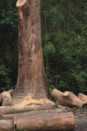 Preserve Your Green Haven with a Professional Tree Arborist in Gold Coast