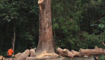 Preserve Your Green Haven with a Professional Tree Arborist in Gold Coast