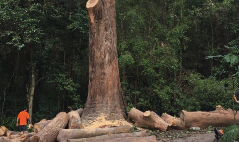 Preserve Your Green Haven with a Professional Tree Arborist in Gold Coast