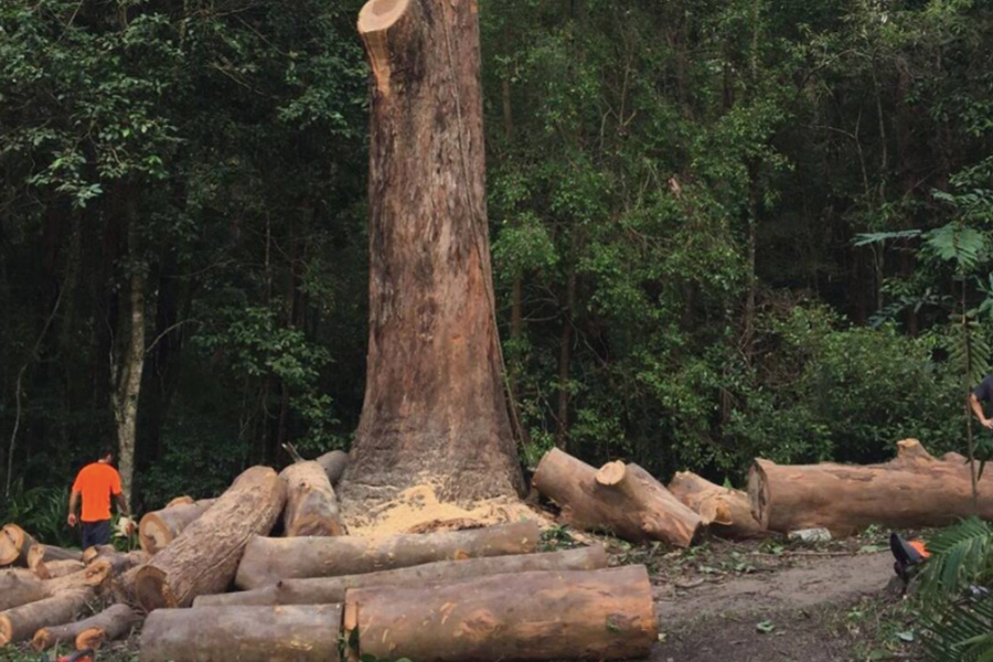 Preserve Your Green Haven with a Professional Tree Arborist in Gold Coast