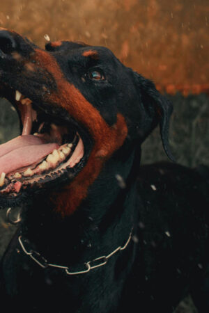 How To Pick The Best Dog Bite Attorney For Your Case