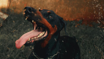 How To Pick The Best Dog Bite Attorney For Your Case
