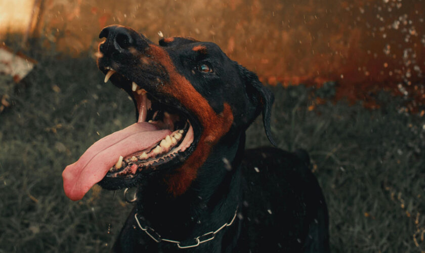 How To Pick The Best Dog Bite Attorney For Your Case