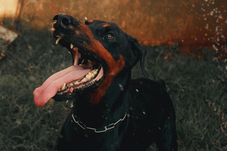 How To Pick The Best Dog Bite Attorney For Your Case