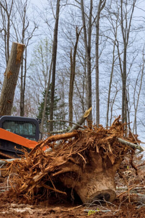 Why Regular Tree Pruning Boosts Your Gardens Health