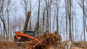 Why Regular Tree Pruning Boosts Your Gardens Health