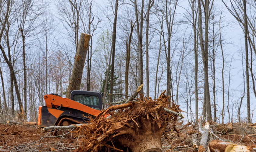 Why Regular Tree Pruning Boosts Your Gardens Health