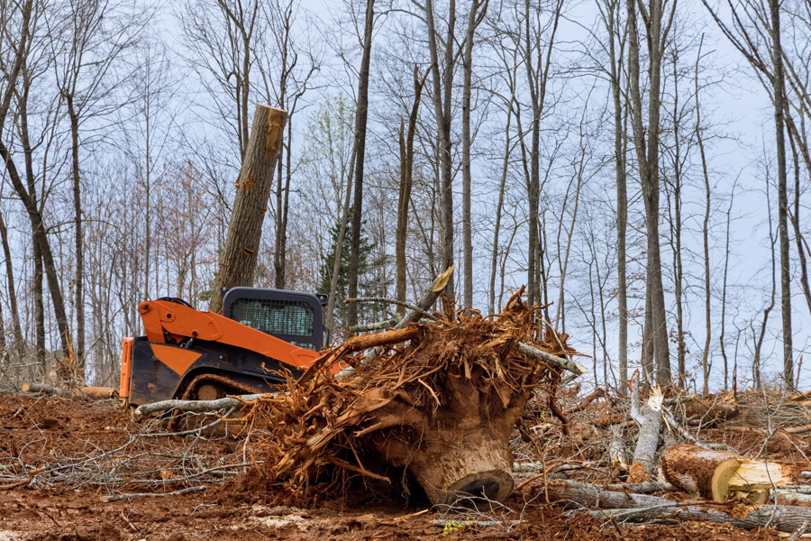 Why Regular Tree Pruning Boosts Your Gardens Health