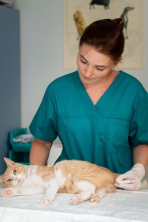 5 Things to Know Before Booking Cat Vaccination in Singapore