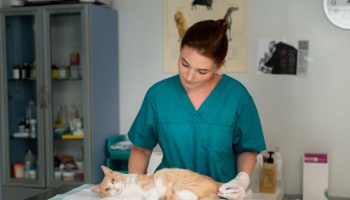 5 Things to Know Before Booking Cat Vaccination in Singapore