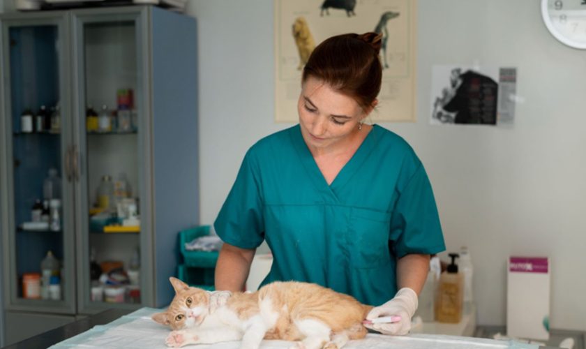 5 Things to Know Before Booking Cat Vaccination in Singapore
