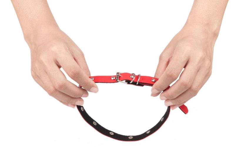 Pet Funeral in Singapore 4 Ways to Create a Personal and Meaningful Goodbye