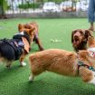 Why Daycare for Dogs Is Becoming Essential for Busy Pet Owners