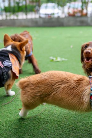 Why Daycare for Dogs Is Becoming Essential for Busy Pet Owners