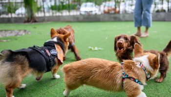 Why Daycare for Dogs Is Becoming Essential for Busy Pet Owners