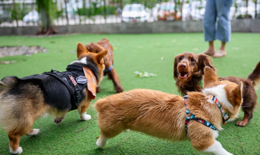 Why Daycare for Dogs Is Becoming Essential for Busy Pet Owners