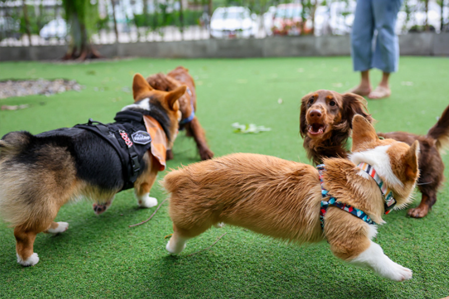 Why Daycare for Dogs Is Becoming Essential for Busy Pet Owners